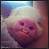 组图：超萌小猪走红网络 百变造型进军时尚界