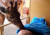 组图：动物园工人癌症病危 长颈鹿不舍亲吻告别