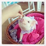 组图：超萌小猪走红网络 百变造型进军时尚界