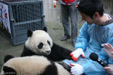 高清图：黄晓明送熊猫儿女去世博 做称职奶爸