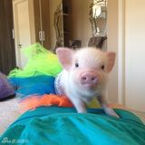 组图：超萌小猪走红网络 百变造型进军时尚界