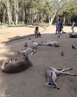 组图：陈赫携妻子畅游澳洲 喂食袋鼠享甜蜜时光