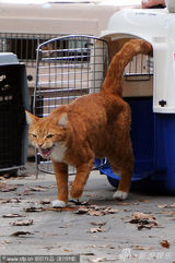 幻灯图：《蓝精灵》热拍 “老巫捉小猫”笑果十足