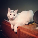 组图：猫咪天生长“八字眉” 长相搞笑走红网络