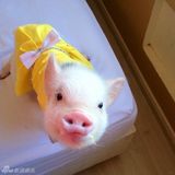 组图：超萌小猪走红网络 百变造型进军时尚界