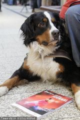 组图：柏林影展紧张筹备 民众排队买票现场爆满