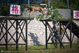 组图：《神犬奇兵》曝剧照 杨烁化身神犬训练师