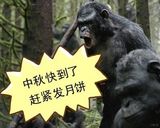 组图：《猩球崛起》公映 网友掀起恶搞热潮