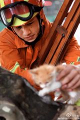 组图：消防帅哥解救被困猫咪 铁汉柔情引好评