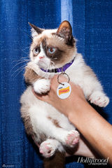 组图：超萌“不爽猫”办见面会 愤怒与粉丝合影