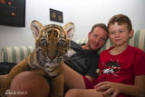 组图：猛虎与人同居拍纪录片 幼虎憨态萌翻