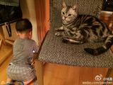 组图：姚晨儿子小土豆帅萌出镜 爱猫变身喵保姆