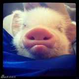 组图：超萌小猪走红网络 百变造型进军时尚界