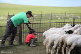 组图：费曼草原抓羊 获赞“Super Boy”