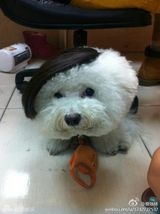 组图：蔡依林微博三宝 钢管屋虎做蛋糕