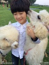 组图：萌娃遇萌兽 天天遭羊驼强吻表情也是醉了