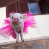 组图：超萌小猪走红网络 百变造型进军时尚界