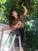 组图：柳岩清新淡妆爬梯摘葡萄 豹纹T恤小性感