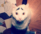 组图：猫咪天生长“八字眉” 长相搞笑走红网络