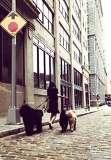 组图：美女与萌狗！佟丽娅纽约遛狗俏皮妩媚