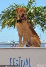 组图：《白色上帝》发布会 狗明星Hagen亮相