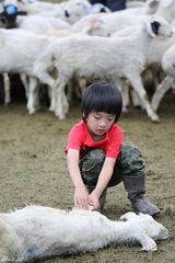 组图：费曼草原抓羊 获赞“Super Boy”