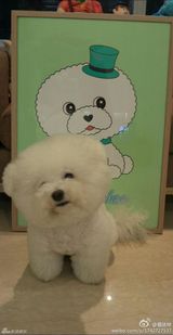 组图：蔡依林微博三宝 钢管屋虎做蛋糕