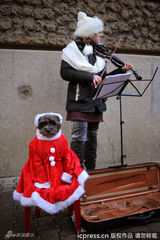 组图：小动物穿圣诞装迎节日 看谁最像圣诞老人