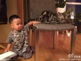 组图：姚晨儿子小土豆帅萌出镜 爱猫变身喵保姆