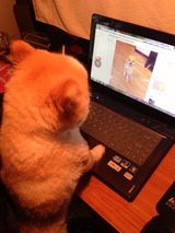 组图：颤抖吧人类！狗狗直立行走狂拽酷炫