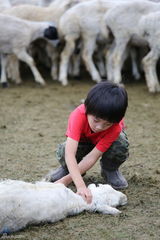 组图：费曼草原抓羊 获赞“Super Boy”