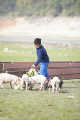 组图：《爸爸》老爸变装逗萌娃 小猪赛跑趣味多