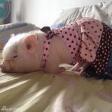 组图：超萌小猪走红网络 百变造型进军时尚界