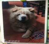 组图：明星慈善艺术展 明星作品欣赏