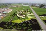 组图：日本农民种出稻田画 每年吸引20万游客