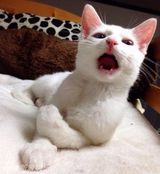 组图：日本蓝眼喵星人 睡前是女神睡后变屌丝