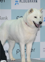 组图：上户彩身着短裙露美腿 夸赞智能机器人