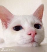 组图：日本蓝眼喵星人 睡前是女神睡后变屌丝