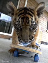 组图：猛虎与人同居拍纪录片 幼虎憨态萌翻