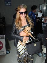 组图：希尔顿抱爱犬抵天使城 机场耐心为人签名