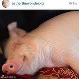 组图：超萌小猪走红网络 百变造型进军时尚界