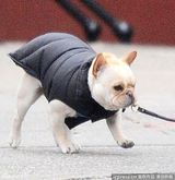 组图：休-杰克曼夫妇送女儿上学伊娃与老妈比赛