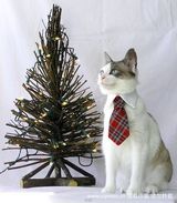 幻灯图集：可爱猫咪带上专属领带帅气“绅士”