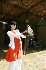 组图：张静初迪拜观光 近距离接触猎鹰