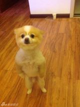 组图：颤抖吧人类！狗狗直立行走狂拽酷炫