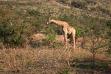 组图：梁静管虎参观野生动物园 喜见长颈鹿大象