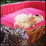 组图：超萌小猪走红网络 百变造型进军时尚界