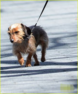 组图：QueenB与老公牵狗散步 一路热聊显甜蜜