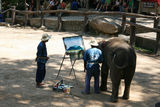 泰国行：清迈欣赏大象画画 参观金色双龙寺