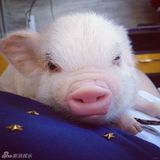 组图：超萌小猪走红网络 百变造型进军时尚界